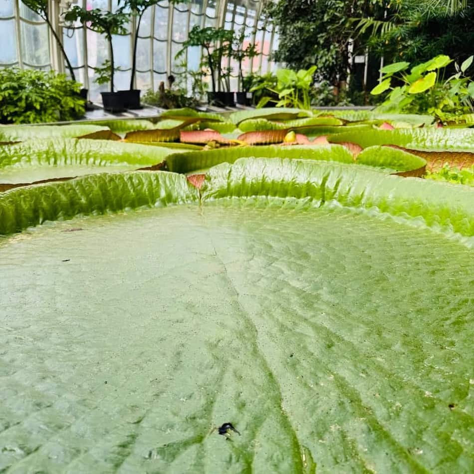 Botanical Garden — 3