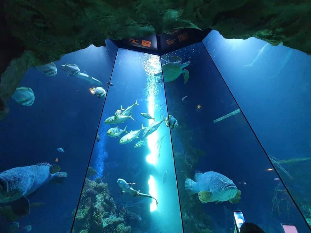 Haus des Meeres (House of the Sea) — 2