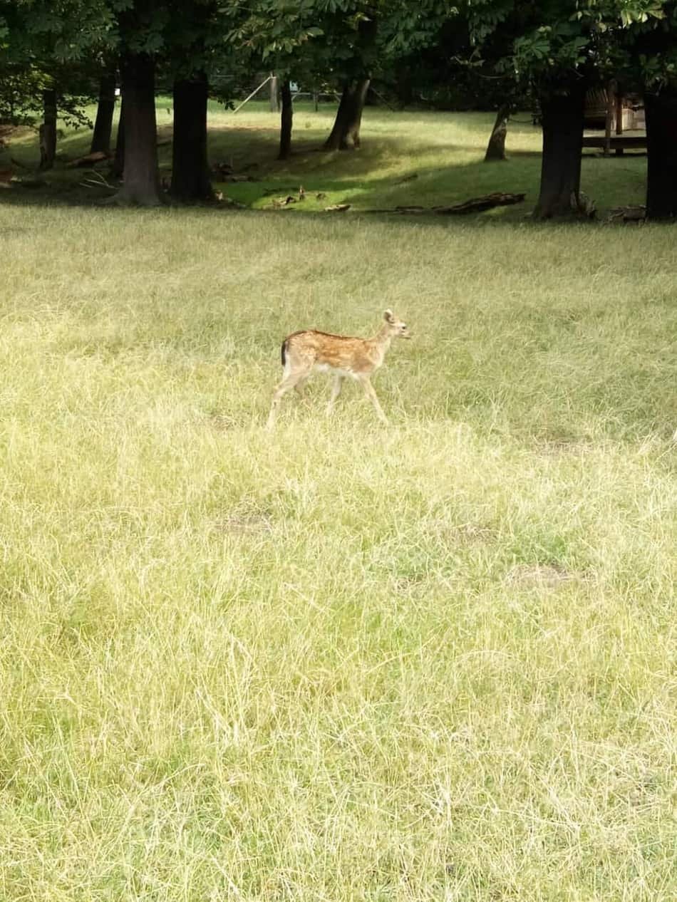 Lainzer Tiergarten — 3