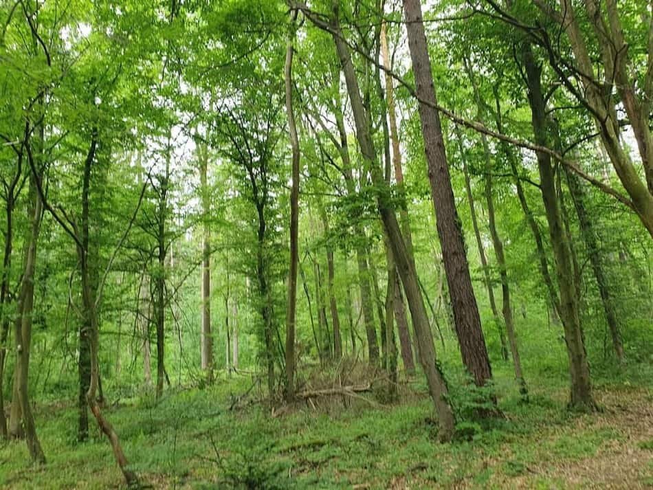 Maurerwald — 2
