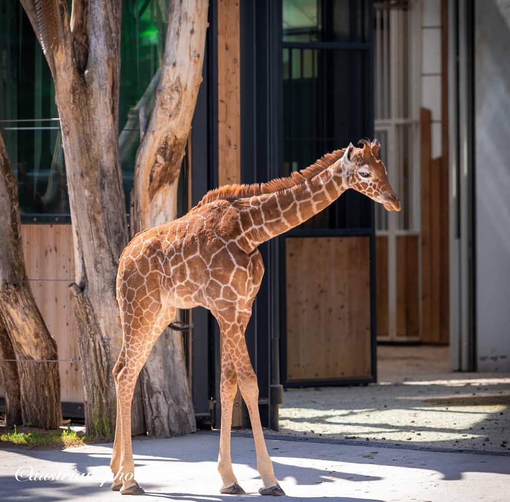Schönbrunn Zoo — 2