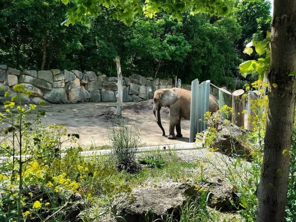 Schönbrunn Zoo — 3