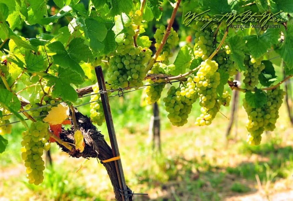 Weingut Walter Wien — 3