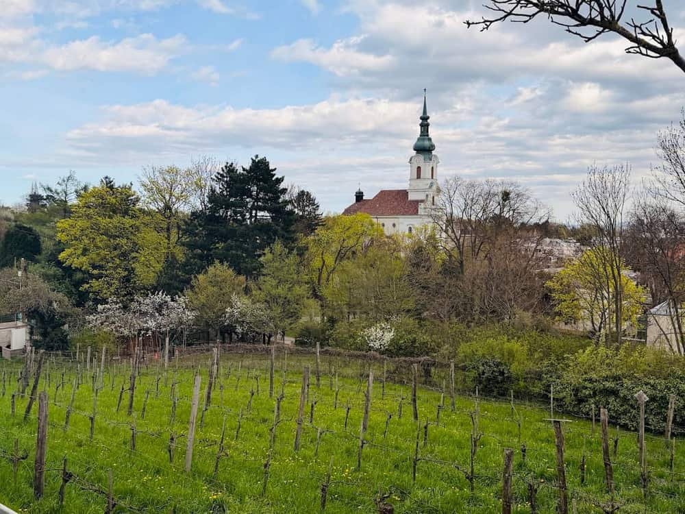 Weingut Zawodsky — 3