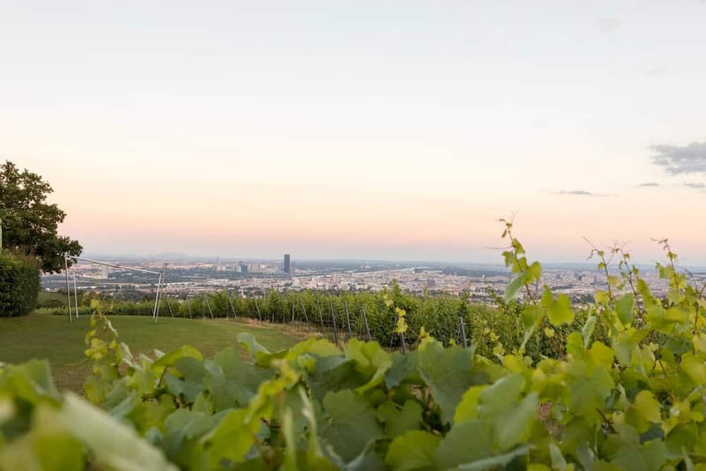 Weingut Cobenzl — 3