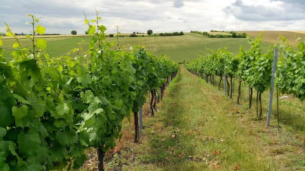 Winery & Viticulture Wieselthaler Stefan — 3